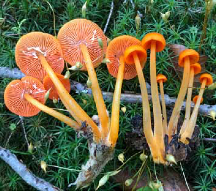 Gambar Kindom Fungi - KibrisPDR