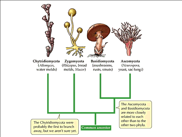 Detail Gambar Kindom Fungi Nomer 11