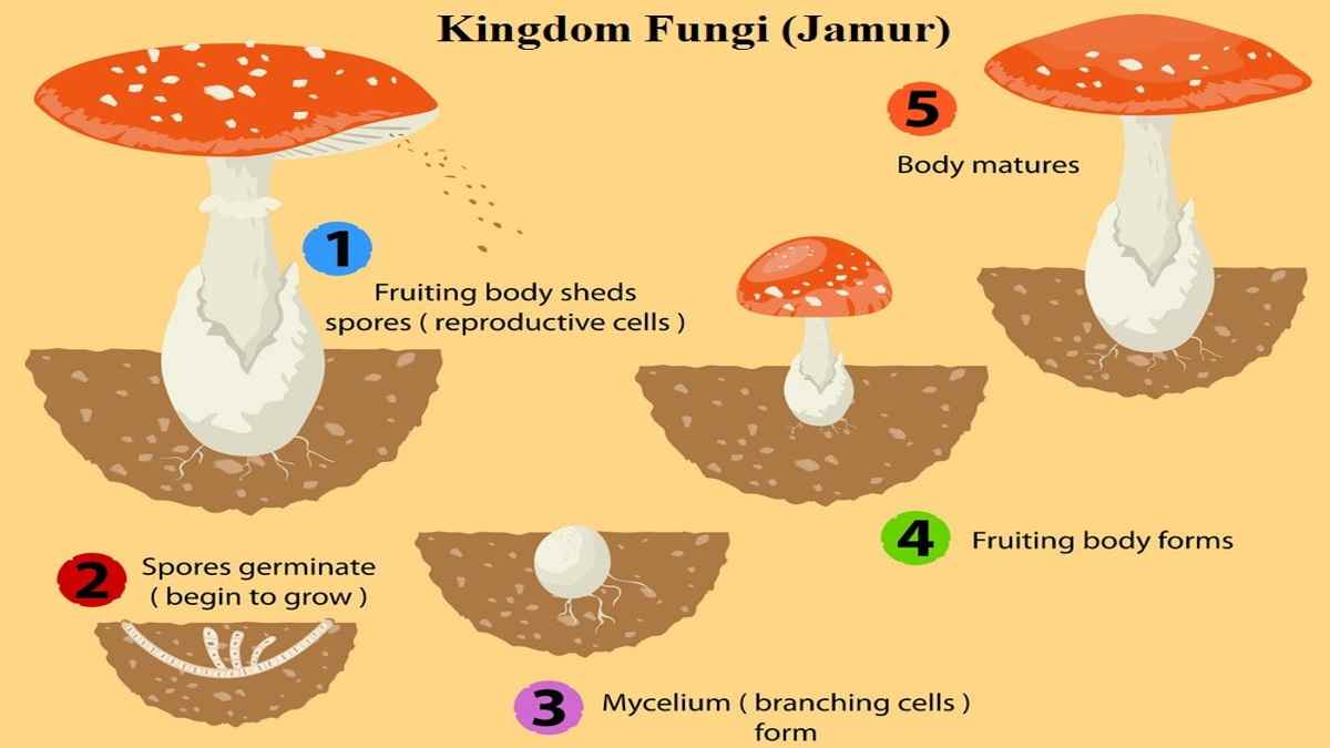Detail Gambar Kindom Fungi Nomer 15