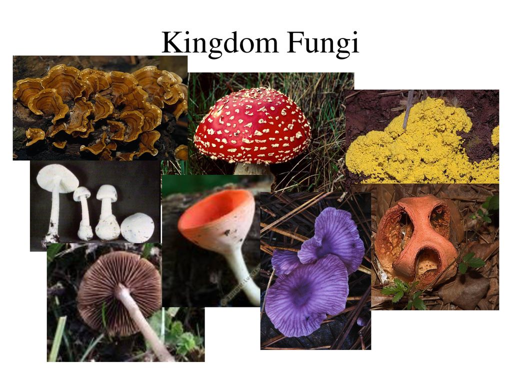 Detail Gambar Kindom Fungi Nomer 30