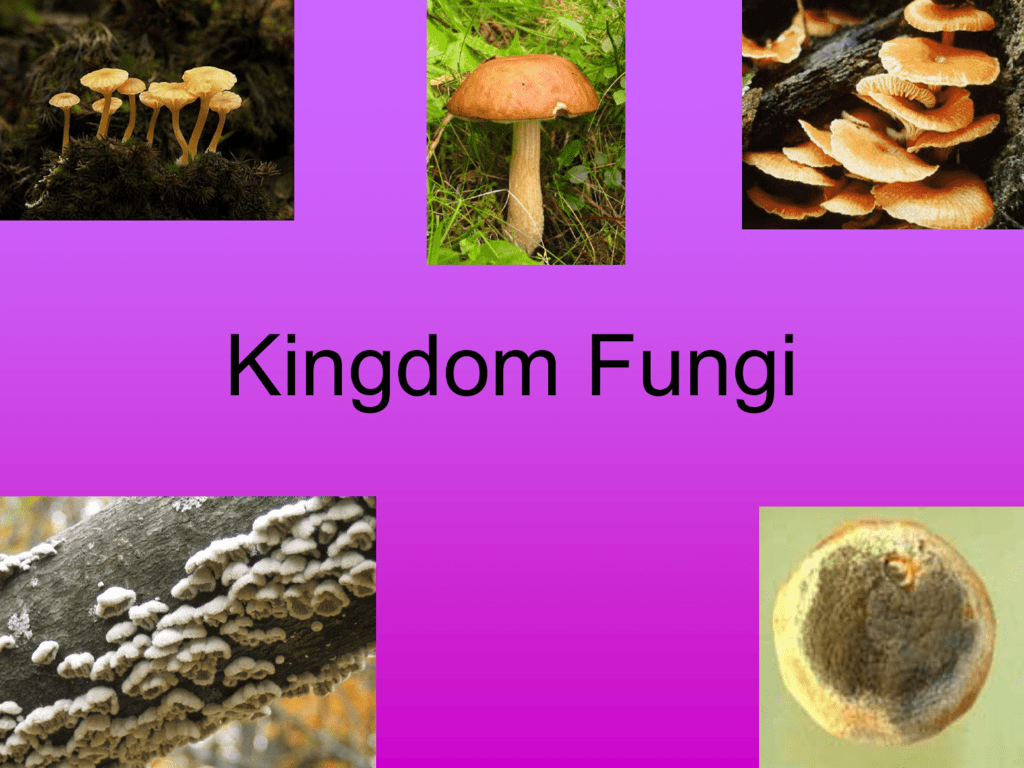 Detail Gambar Kindom Fungi Nomer 42