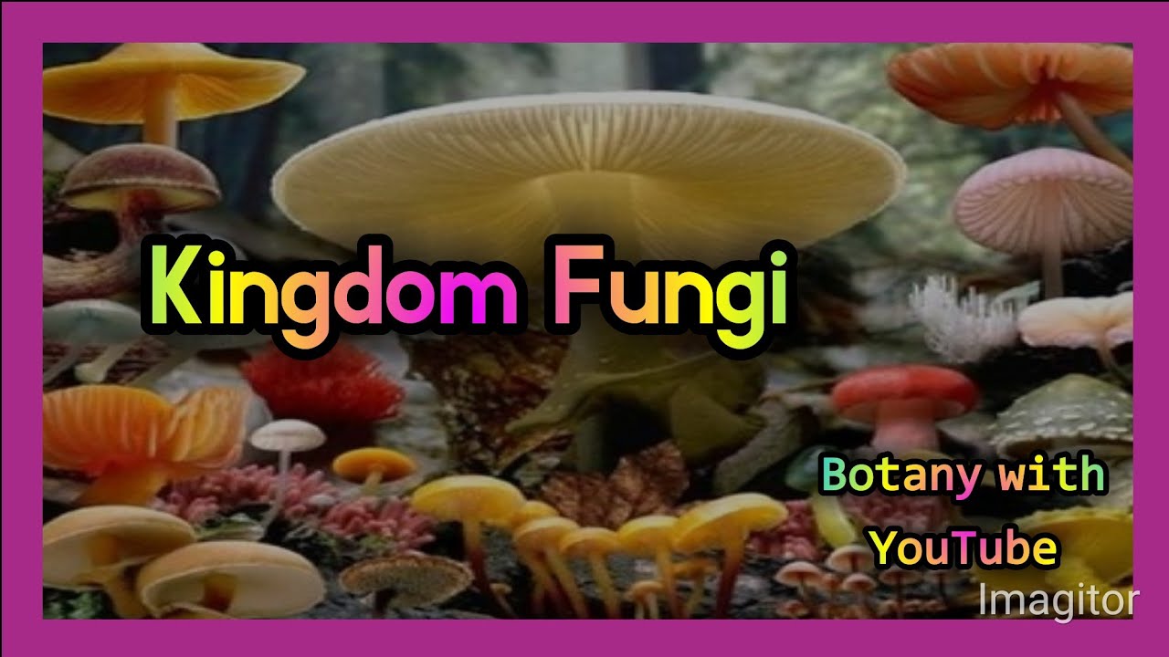 Detail Gambar Kindom Fungi Nomer 52
