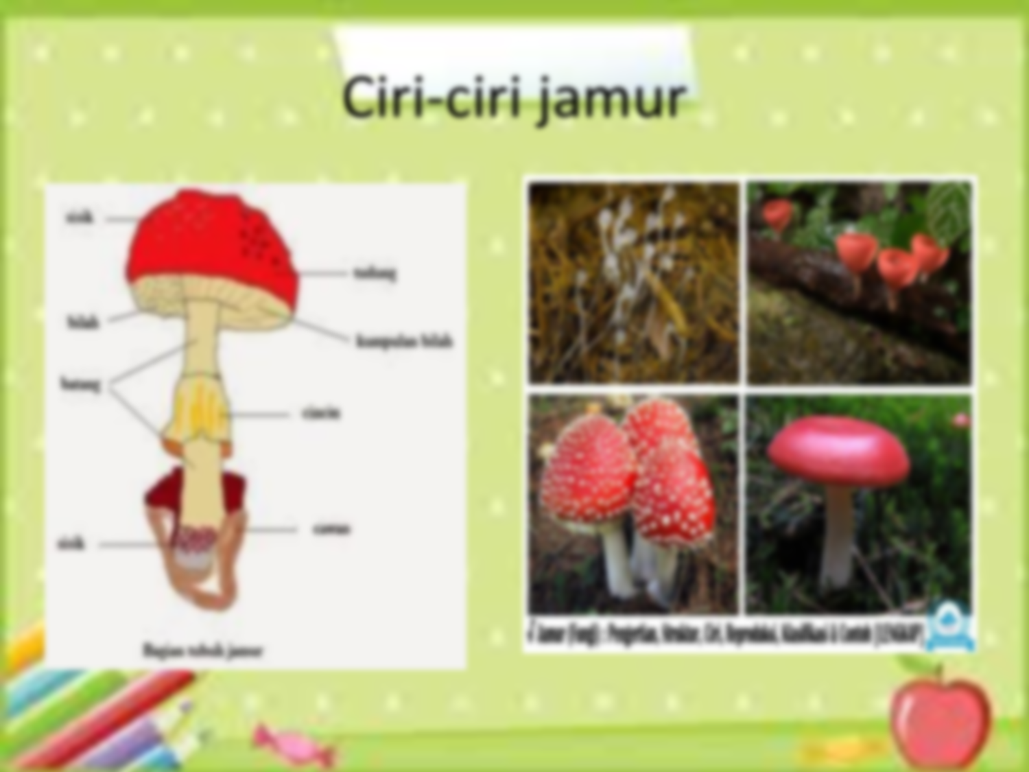 Detail Gambar Kindom Fungi Nomer 54