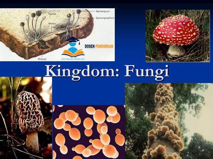 Detail Gambar Kindom Fungi Nomer 7