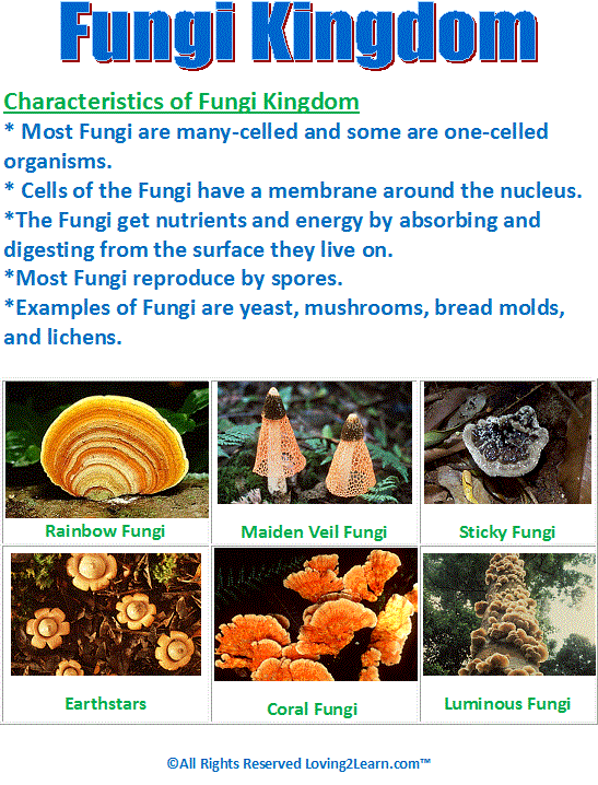 Detail Gambar Kindom Fungi Nomer 9