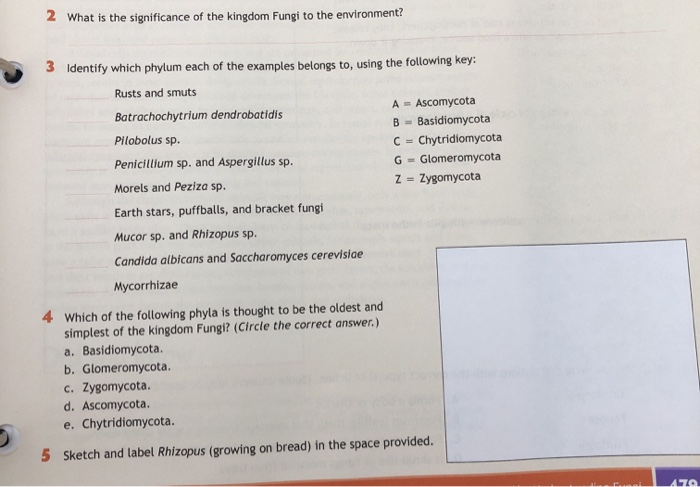 Detail Gambar Kindom Fungi Chytridiomycota Nomer 29