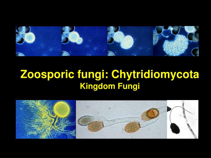 Detail Gambar Kindom Fungi Chytridiomycota Nomer 5