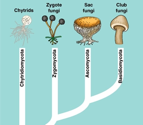 Detail Gambar Kindom Fungi Chytridiomycota Nomer 7