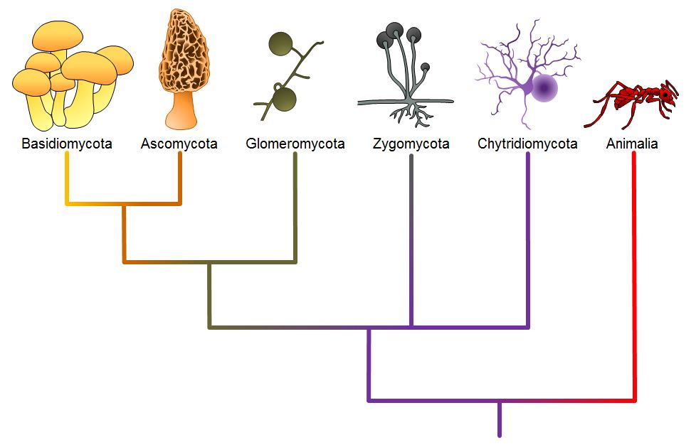 Detail Gambar Kindom Fungi Chytridiomycota Nomer 8