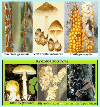 Detail Gambar Kindom Fungi Serta Namanya Nomer 17