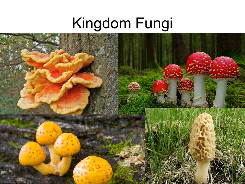 Detail Gambar Kindom Fungi Serta Namanya Nomer 22