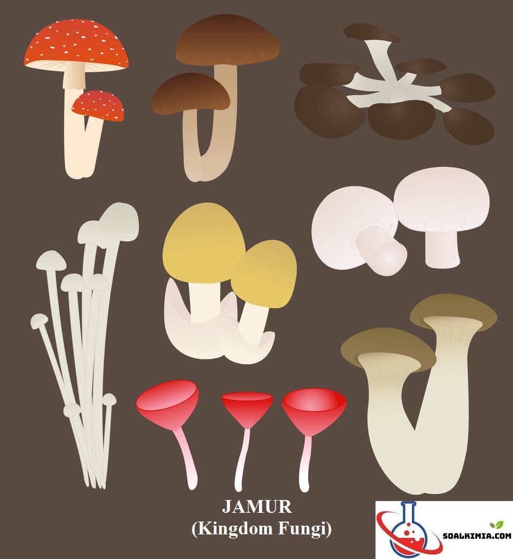 Detail Gambar Kindom Fungi Serta Namanya Nomer 24