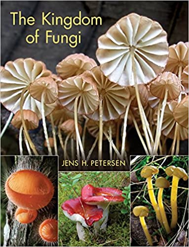 Detail Gambar Kindom Fungi Serta Namanya Nomer 27