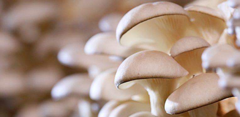 Detail Gambar Kindom Fungi Serta Namanya Nomer 33