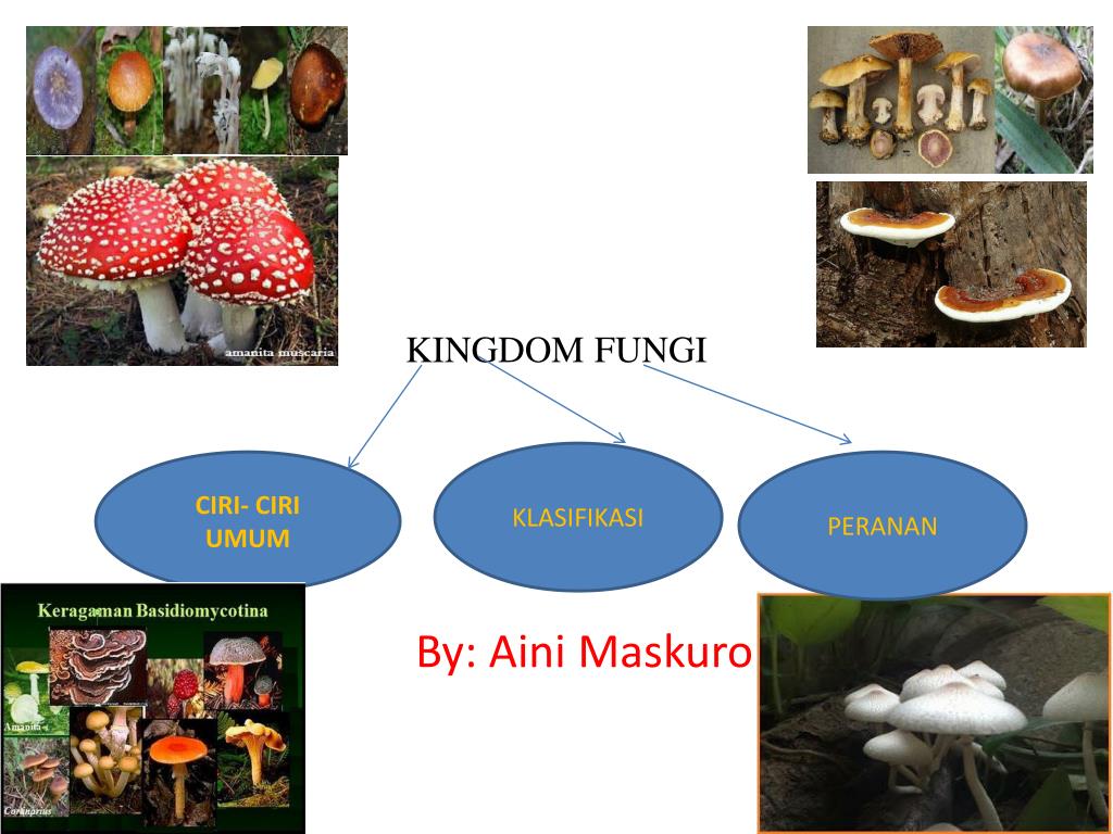 Detail Gambar Kindom Fungi Serta Namanya Nomer 36