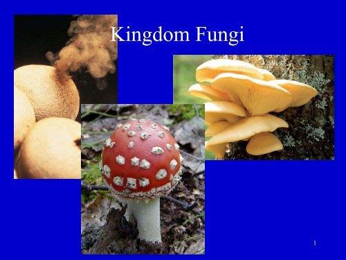Detail Gambar Kindom Fungi Serta Namanya Nomer 39