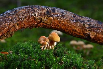 Detail Gambar Kindom Fungi Serta Namanya Nomer 42