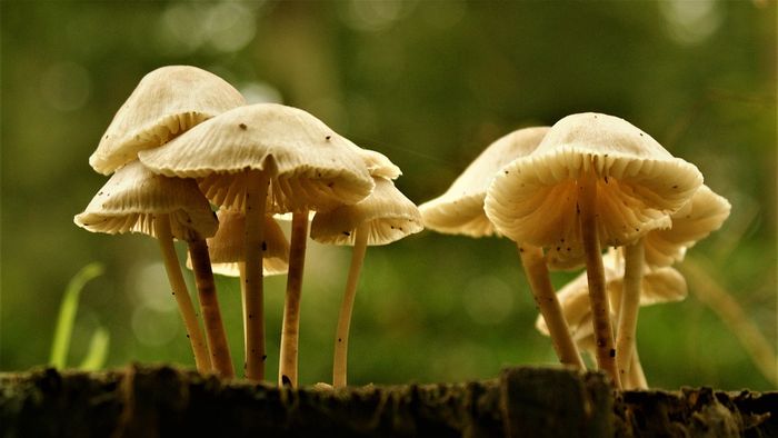 Detail Gambar Kindom Fungi Serta Namanya Nomer 48