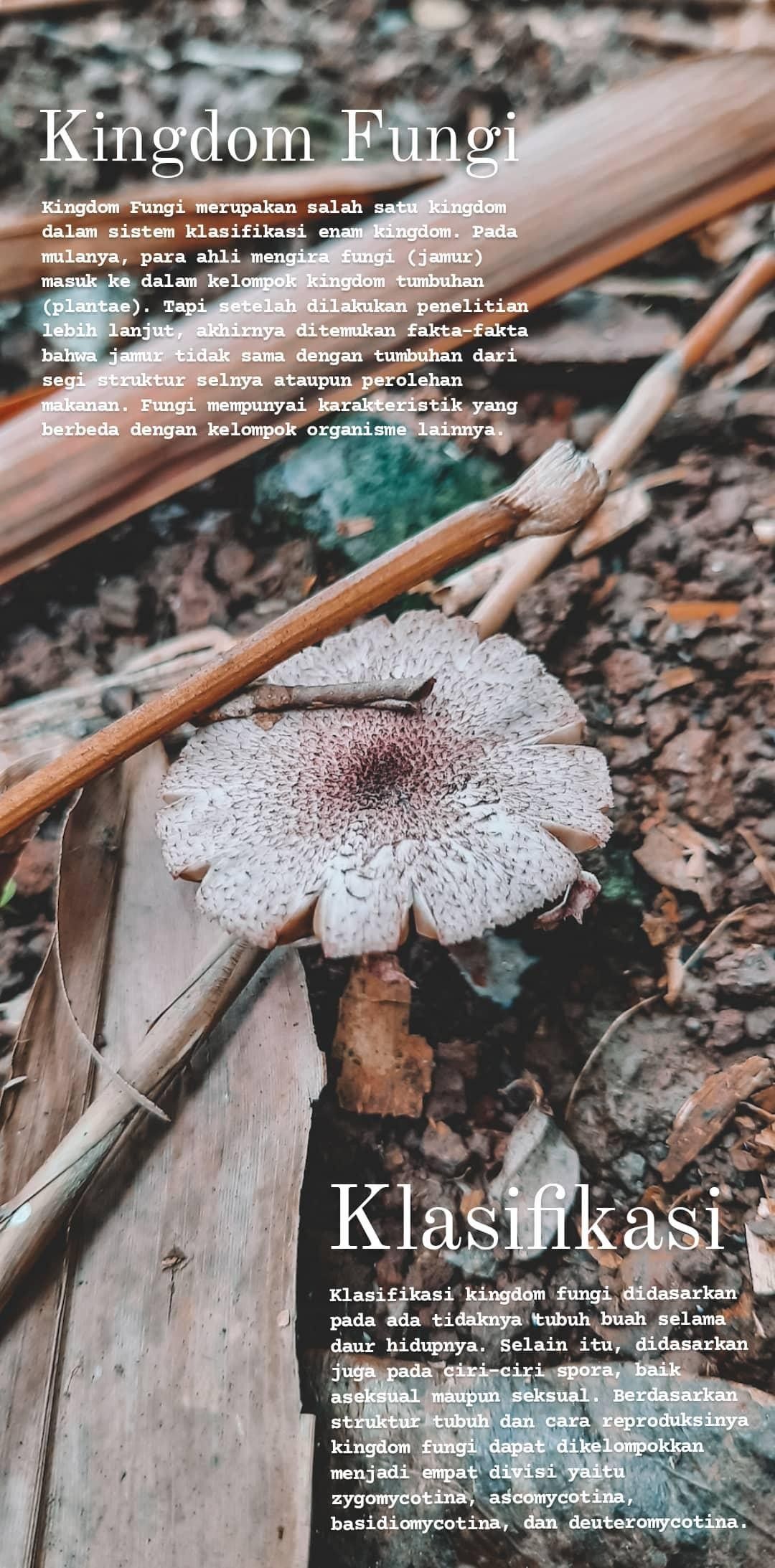 Detail Gambar Kindom Fungi Serta Namanya Nomer 49
