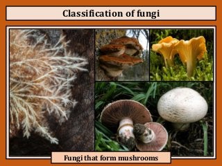 Detail Gambar Kindom Fungi Serta Namanya Nomer 51