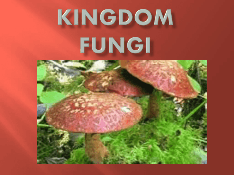 Detail Gambar Kindom Fungi Serta Namanya Nomer 57