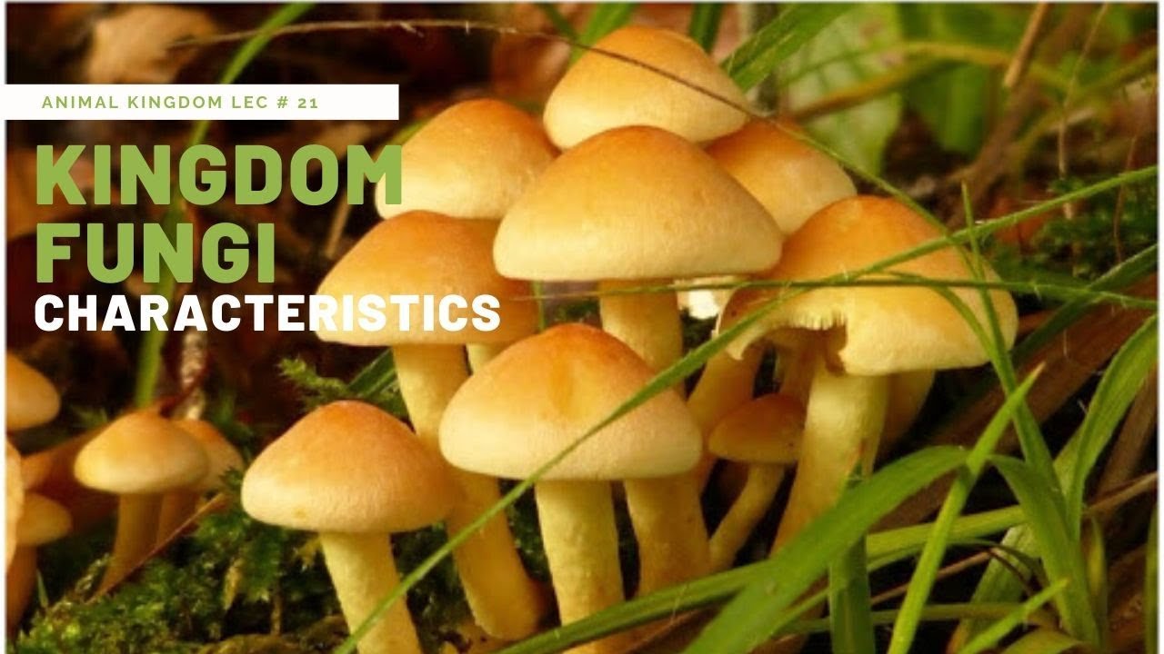 Detail Gambar Kindom Fungi Serta Namanya Nomer 10