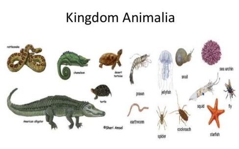 Detail Gambar Kingdom Animalia Nomer 14