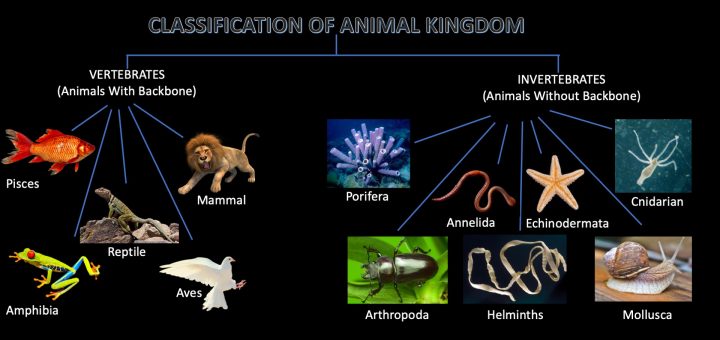 Detail Gambar Kingdom Animalia Nomer 19