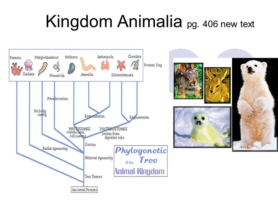 Detail Gambar Kingdom Animalia Nomer 43