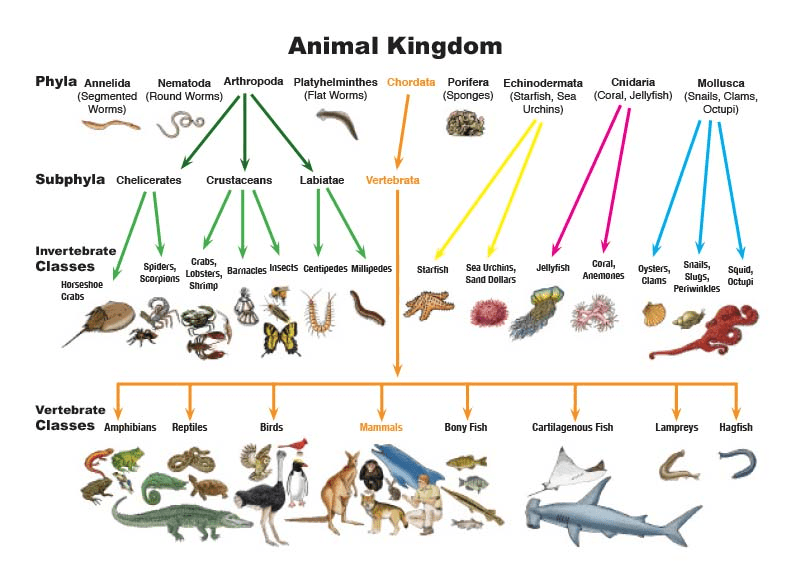 Detail Gambar Kingdom Animalia Nomer 7