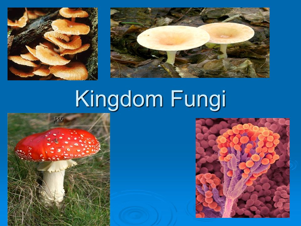 Detail Gambar Kingdom Fungi Nomer 10