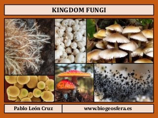 Detail Gambar Kingdom Fungi Nomer 11