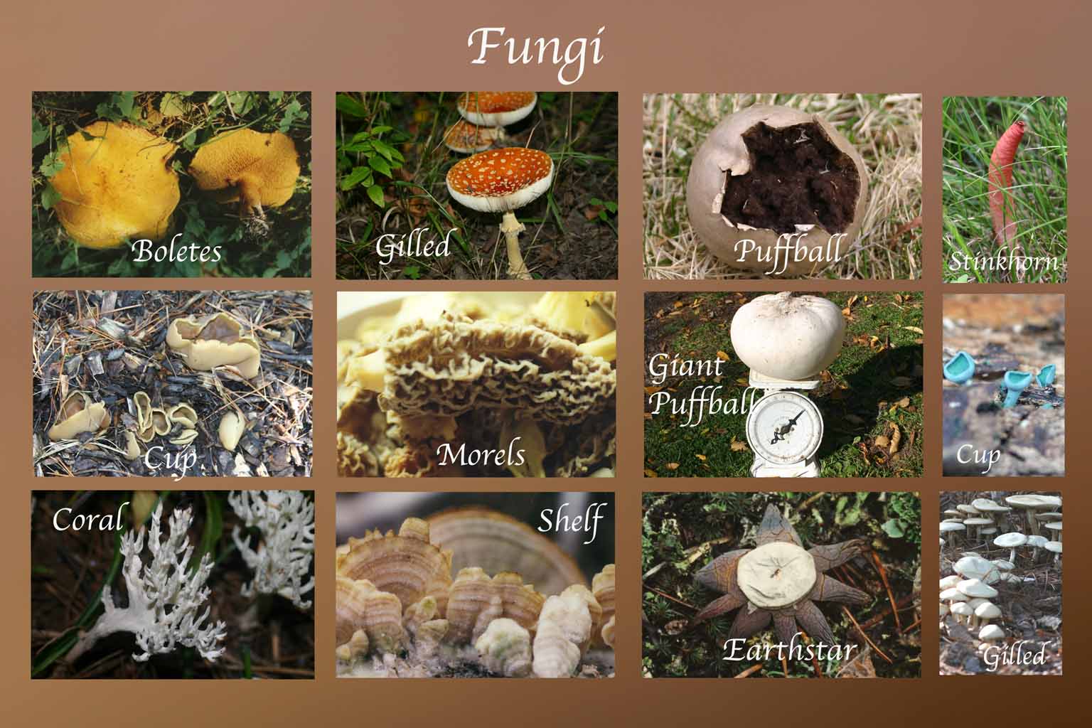 Detail Gambar Kingdom Fungi Nomer 12