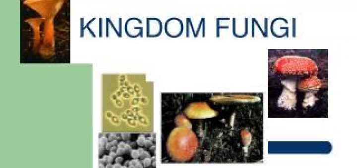 Detail Gambar Kingdom Fungi Nomer 17