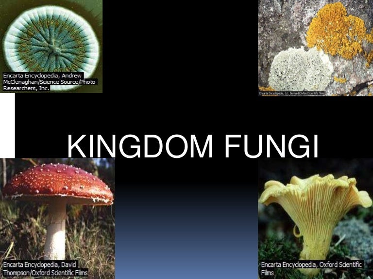 Detail Gambar Kingdom Fungi Nomer 22