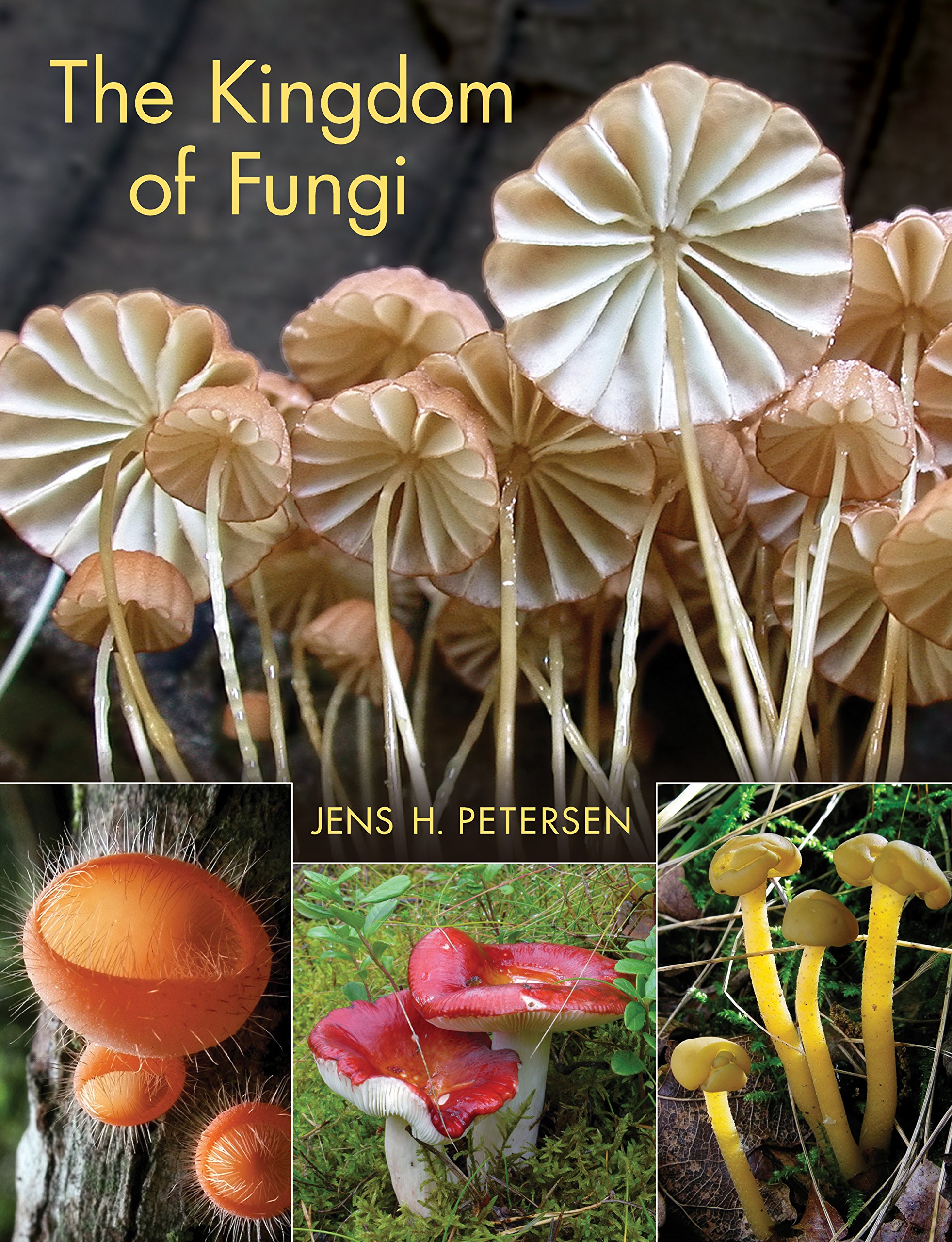 Detail Gambar Kingdom Fungi Nomer 3