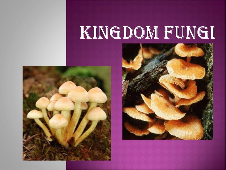 Detail Gambar Kingdom Fungi Nomer 28