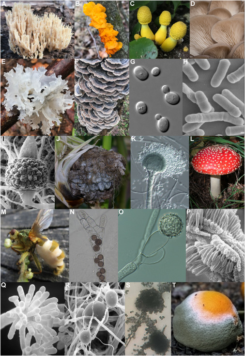 Detail Gambar Kingdom Fungi Nomer 29