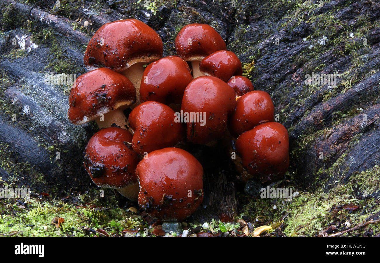 Detail Gambar Kingdom Fungi Nomer 35