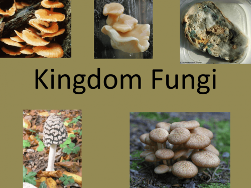 Detail Gambar Kingdom Fungi Nomer 4