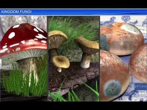 Detail Gambar Kingdom Fungi Nomer 38