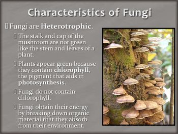 Detail Gambar Kingdom Fungi Nomer 40