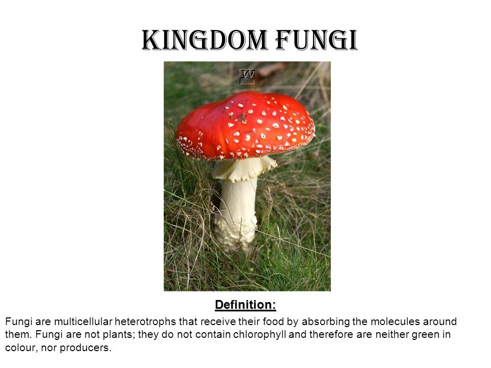 Detail Gambar Kingdom Fungi Nomer 43