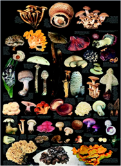 Detail Gambar Kingdom Fungi Nomer 48