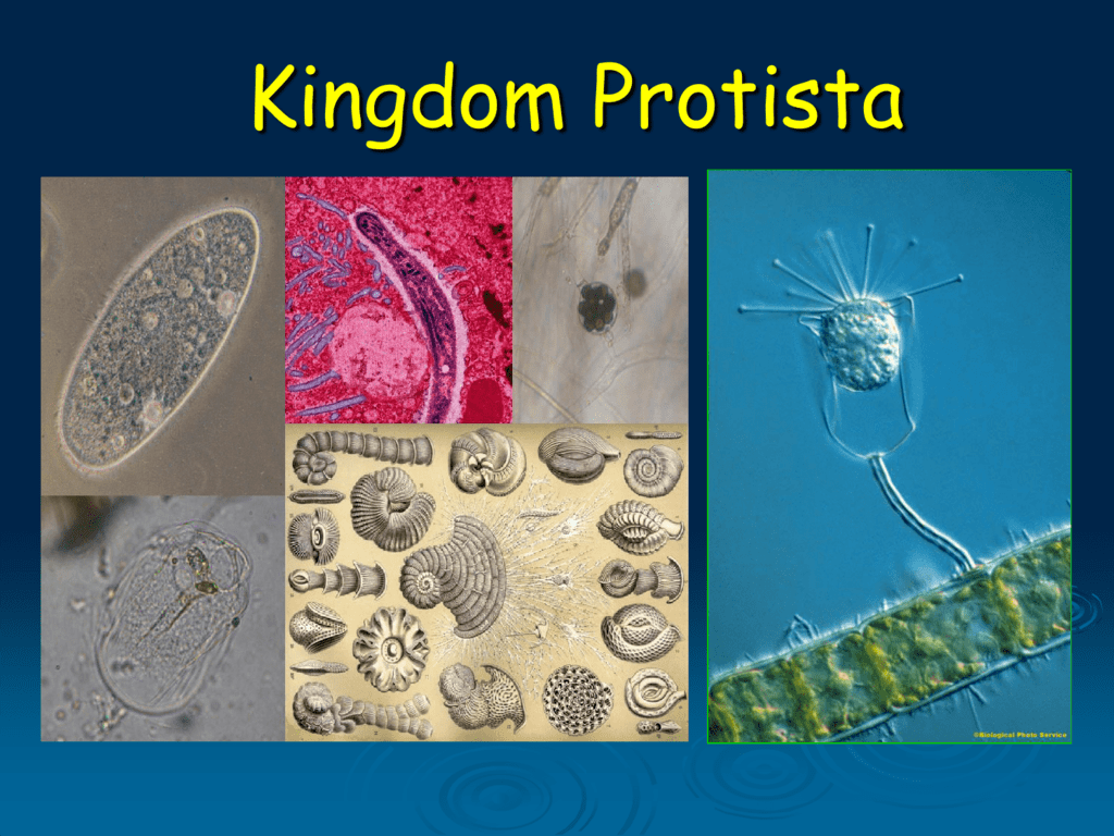 Detail Gambar Kingdom Protista Nomer 15