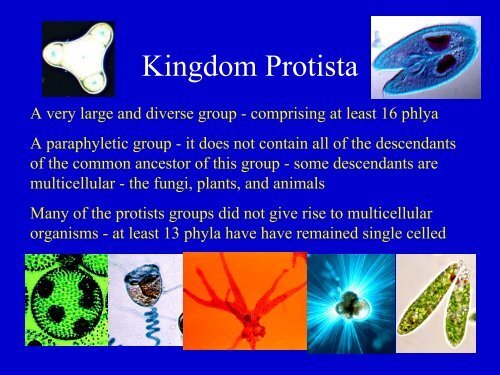 Detail Gambar Kingdom Protista Nomer 32