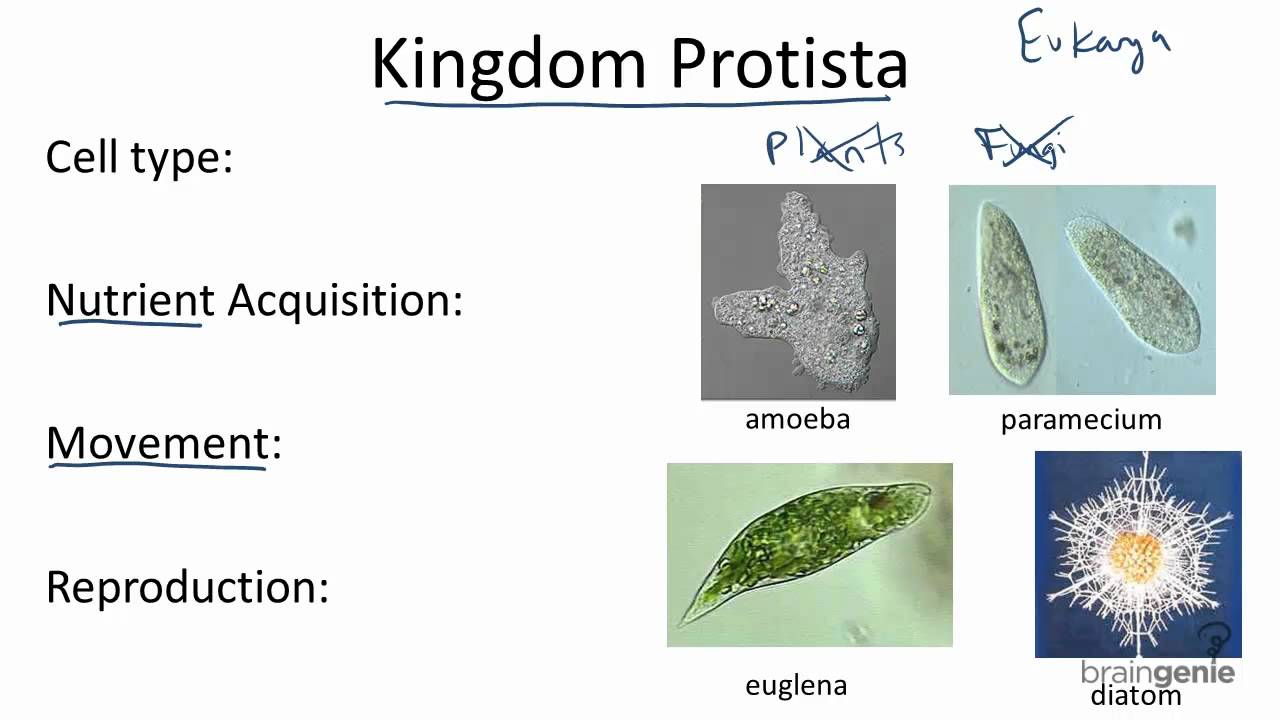 Detail Gambar Kingdom Protista Nomer 41