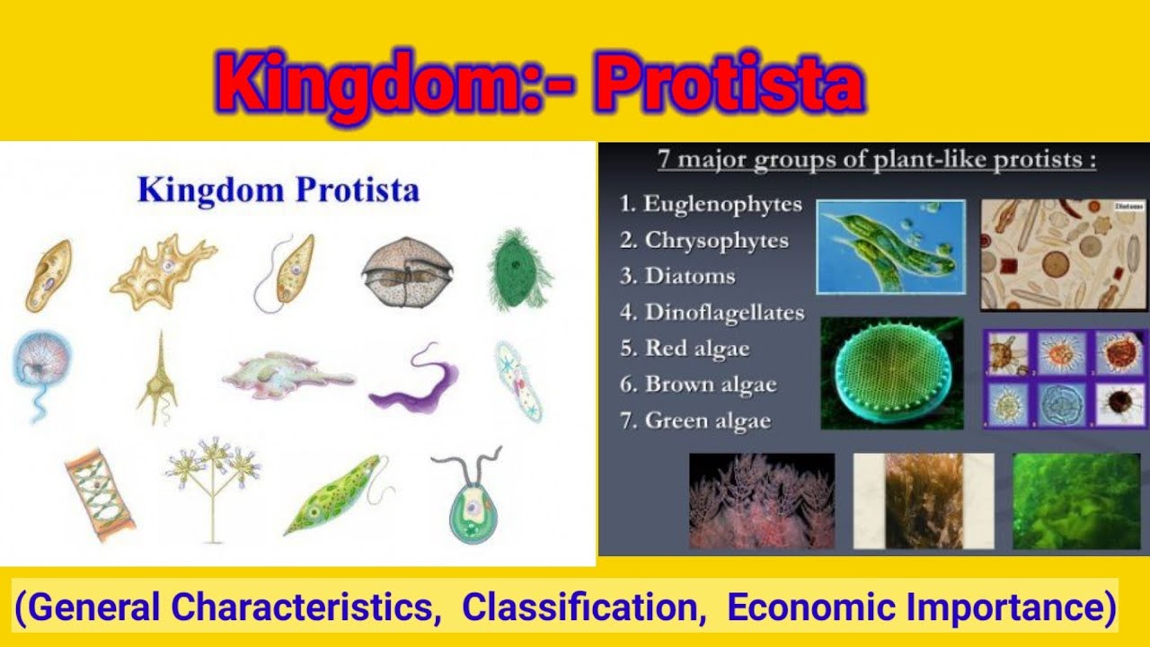 Detail Gambar Kingdom Protista Nomer 46