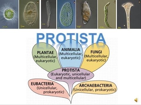 Detail Gambar Kingdom Protista Nomer 7