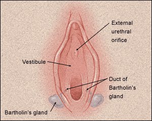 Detail Gambar Kista Bartholin Nomer 28